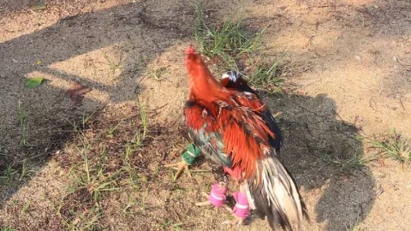 Các bài tập giúp chiến kê tăng lực và bền đòn