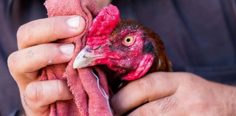 Cách Huấn Luyện Gà Đá Hay Giúp Chiến Kê Bất Khả Chiến Bại