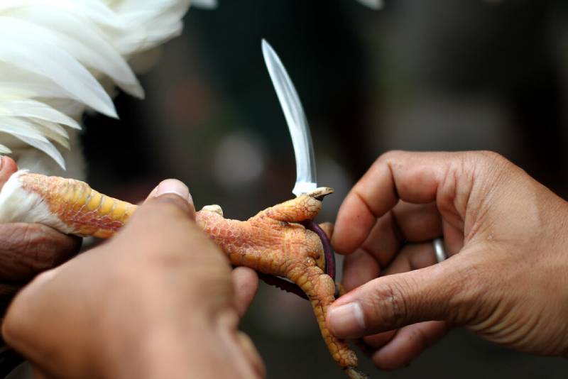 Cach Nuoi Ga Da Chan Manh – Kinh Nghiem Thuc Chien Dan Chuyen