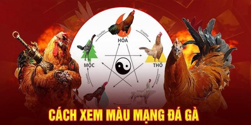 Cách Xem Màu Mạng Gà Đá – Chọn Gà Đúng Phong Thủy, Đúng Trận