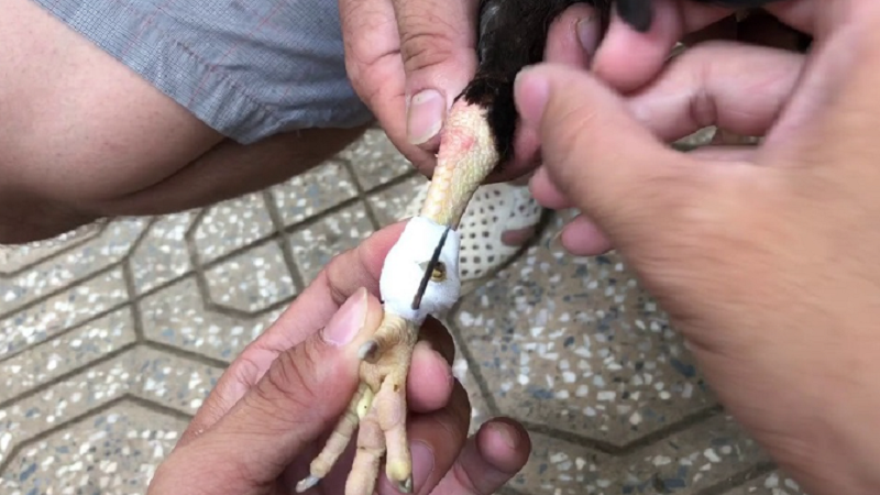 Cách băng cựa gà đúng chuẩn