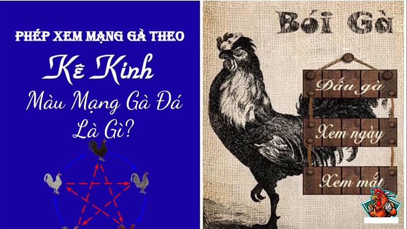 Cách xem màu mạng gà theo mùa, ngày, giờ