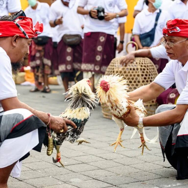 Đá Gà Cựa Sắt Thomo: Cuộc Chiến Đỉnh Cao Của Chiến Kê