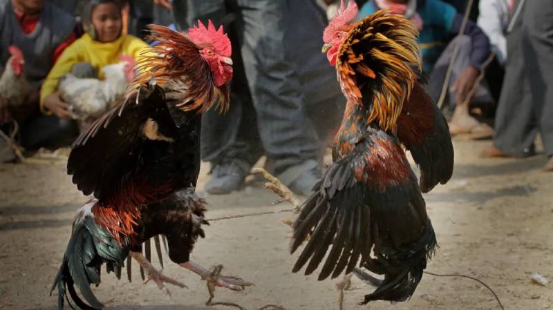Đá gà Khmer là gì?