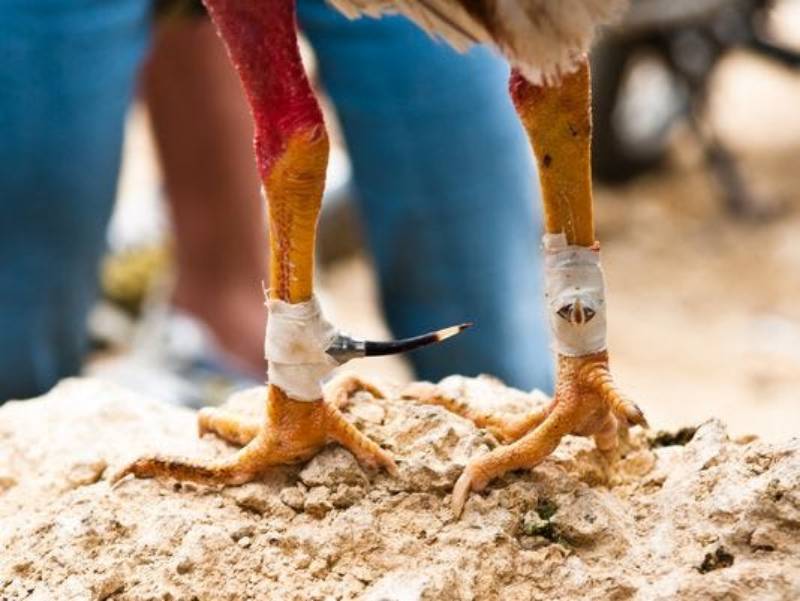 Đá Gà Cựa Sắt Thomo: Cuộc Chiến Đỉnh Cao Của Chiến Kê 2 Đá gà cựa sắt Thomo là gì?