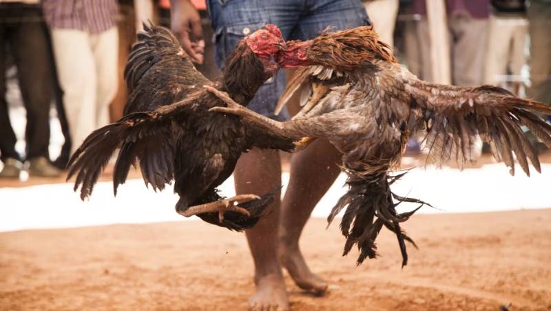 Gốc gác và đặc điểm nổi bật của gà đá Campuchia