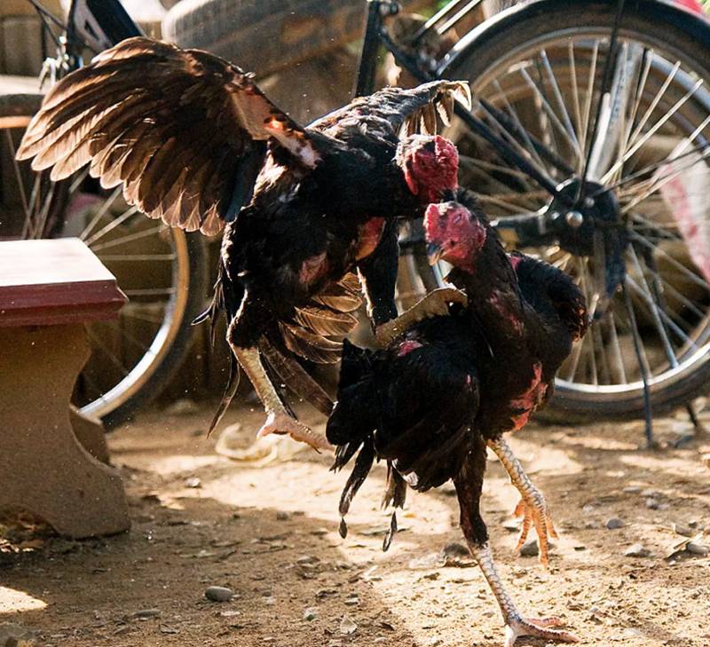 Huấn luyện tâm lý và tinh thần của gà chiến