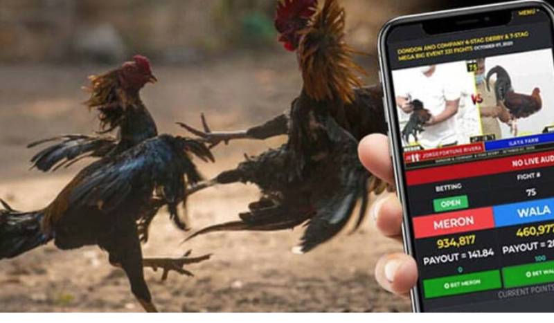 Kèo đá gà là gì và tại sao phải biết đọc kèo?