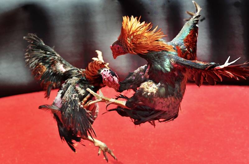 Kỹ năng chọn và chơi gà hàng xáo hiệu quả