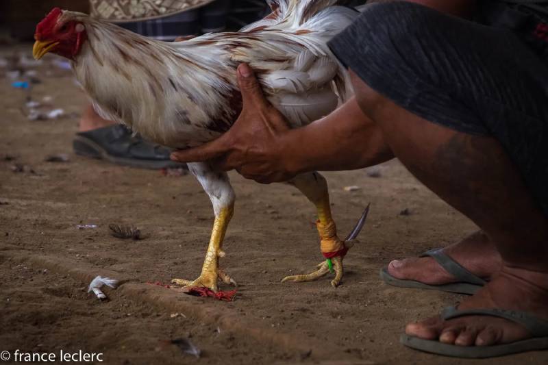 Kỹ thuật huấn luyện gà đá Khmer