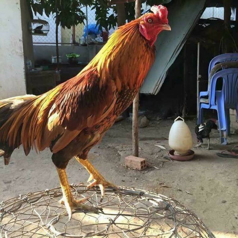 Kỹ thuật nuôi và luyện gà Campuchia