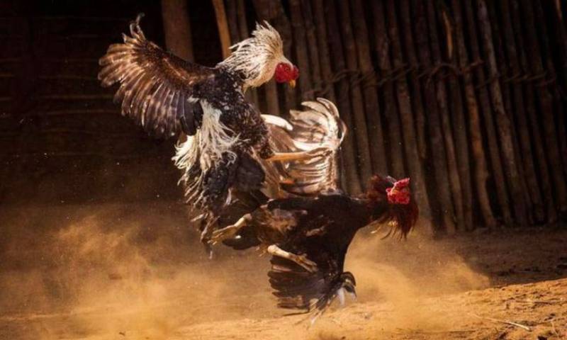 Lối đá linh hoạt, hiểm hóc, đầy tính chiến thuật