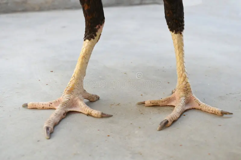 Luyện chân không cần nhiều, chỉ cần đúng