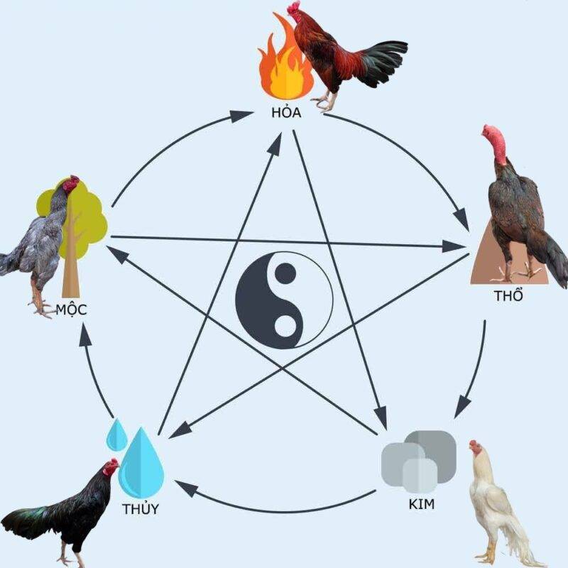 Phân loại màu mạng gà chiến theo ngũ hành