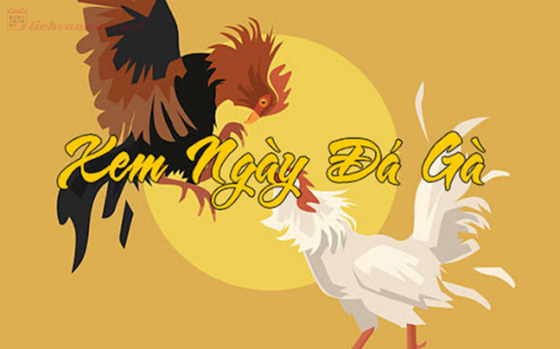Tại sao cần xem ngày tốt để đi đá gà