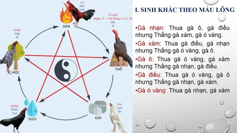 Xem ngày đá gà theo màu mạng lông gà