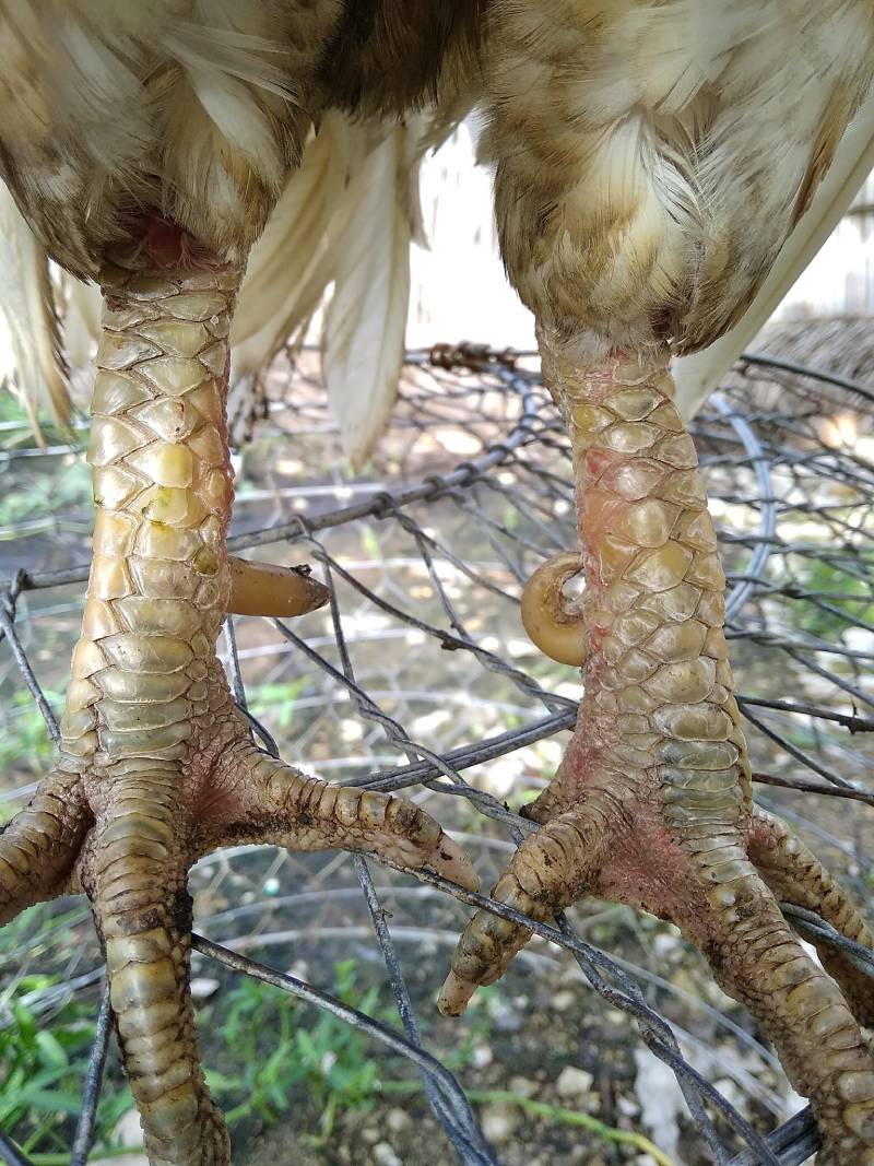 Cách Xem Vảy Gà Chọi Chuẩn - Bí Quyết Nhận Biết Những Chú Gà Đá Hay 3 Các loại vảy gà chọi thường gặp