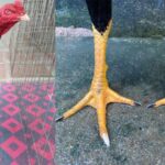 Cách Xem Vảy Gà Chọi Chuẩn - Bí Quyết Nhận Biết Những Chú Gà Đá Hay