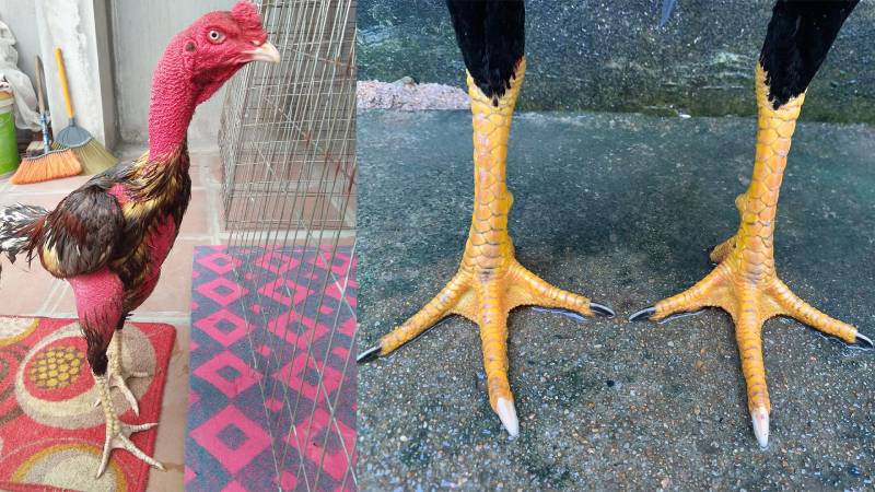 Cách Xem Vảy Gà Chọi Chuẩn - Bí Quyết Nhận Biết Những Chú Gà Đá Hay 1 Cách Xem Vảy Gà Chọi Chuẩn - Bí Quyết Nhận Biết Những Chú Gà Đá Hay