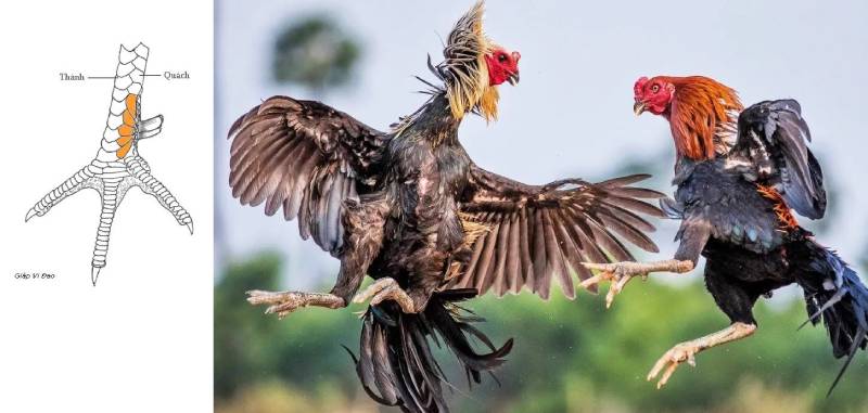 Cách Xem Vảy Gà Chọi Chuẩn - Bí Quyết Nhận Biết Những Chú Gà Đá Hay 4 Cách xem vảy gà chọi chuẩn: Lưu ý quan trọng