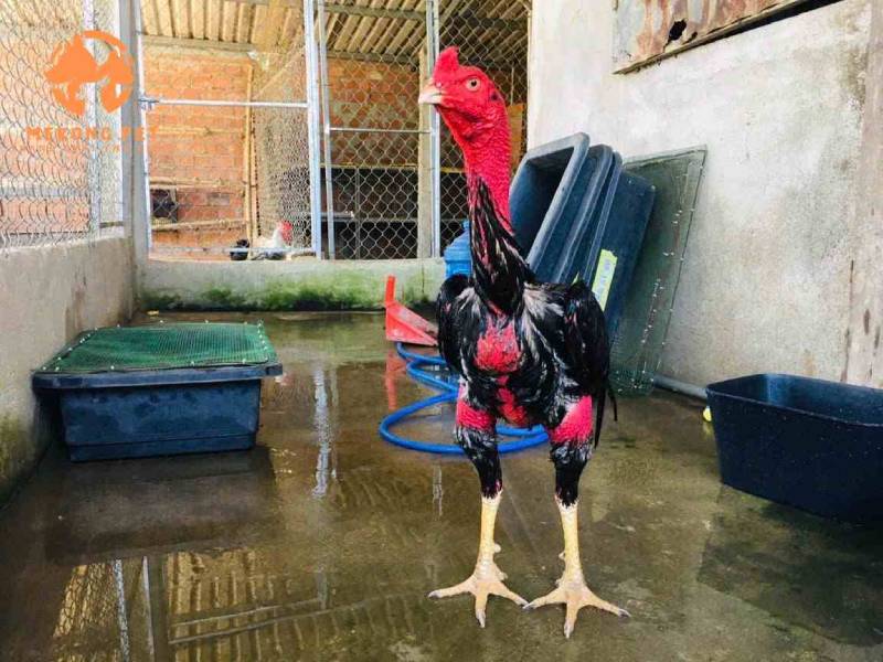 Làm Thế Nào Để Gà Mau Sung Sức Thi Đấu 4 Chăm sóc sức khỏe để gà không bị mệt mỏi