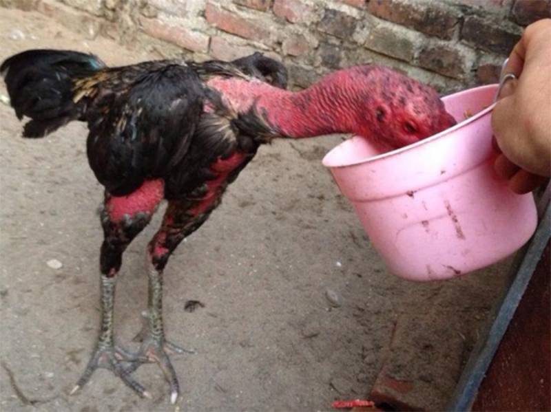 Làm Thế Nào Để Gà Mau Sung Sức Thi Đấu 3 Chế độ dinh dưỡng cho gà sung sức