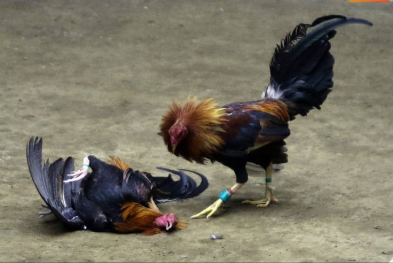 Phân Biệt Gà Đá Cựa Sắt Và Gà Đá Đòn - Những Điểm Khác Biệt 2 Ga da cua sat Quy trinh thi dau day kich tinh