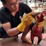 Ky Thuat Om Bop Ga Choi Hieu Qua Giup Ga Choi Thang Hoa