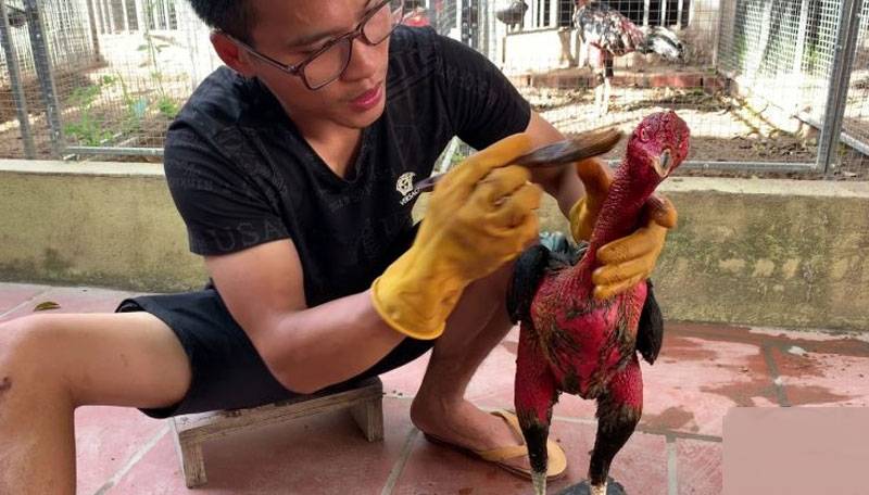 Kỹ Thuật Om Bóp Gà Chọi Hiệu Quả, Giúp Gà Chọi Thăng Hoa 1 Ky Thuat Om Bop Ga Choi Hieu Qua Giup Ga Choi Thang Hoa