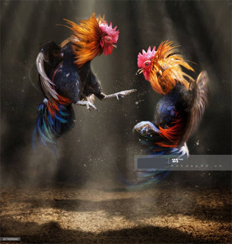 Làm Thế Nào Để Gà Mau Sung Sức Thi Đấu 1 Làm Thế Nào Để Gà Mau Sung Sức Thi Đấu