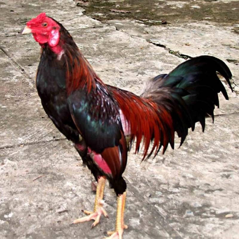 Cách Xem Vảy Gà Chọi Chuẩn - Bí Quyết Nhận Biết Những Chú Gà Đá Hay 5 Những dấu hiệu nhận biết gà có vảy đẹp