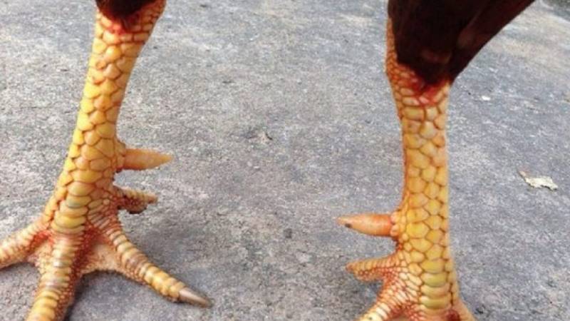 Cách Xem Vảy Gà Chọi Chuẩn - Bí Quyết Nhận Biết Những Chú Gà Đá Hay 2 Vảy gà chọi: Ý nghĩa và tầm quan trọng